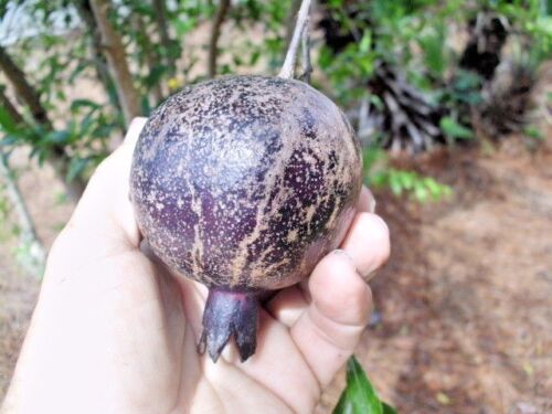 Pomegranate 