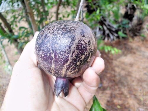 Pomegranate " Eight Ball  " Exotic 20 Fruit Seeds