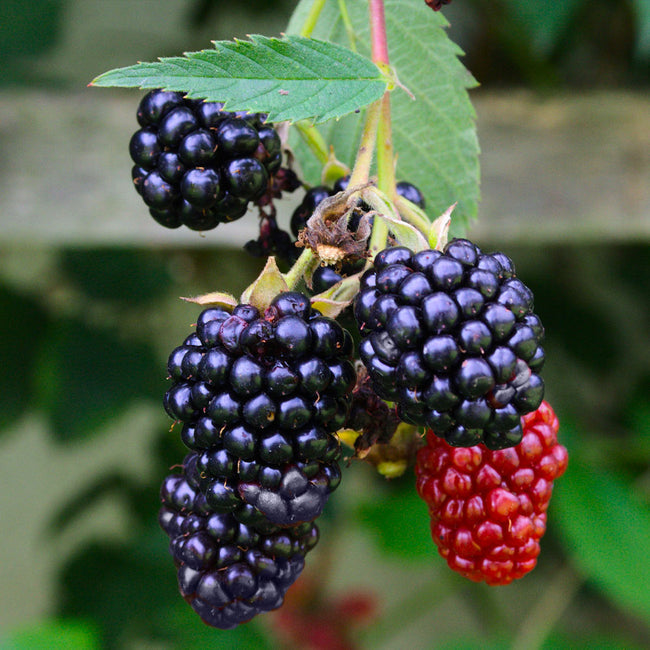 Blackberry 