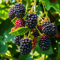 Blackberry 