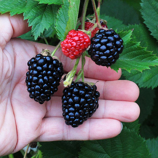 Blackberry 
