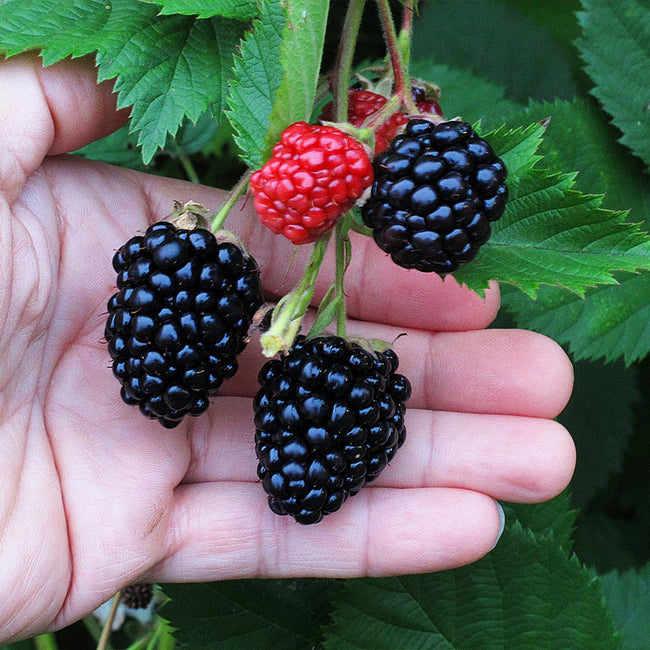 Blackberry 