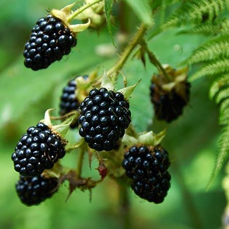 Blackberry 