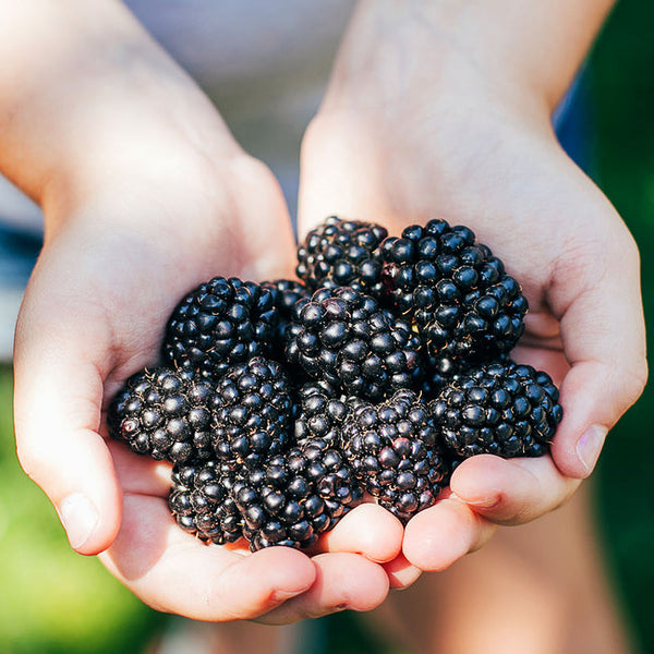 Blackberry 