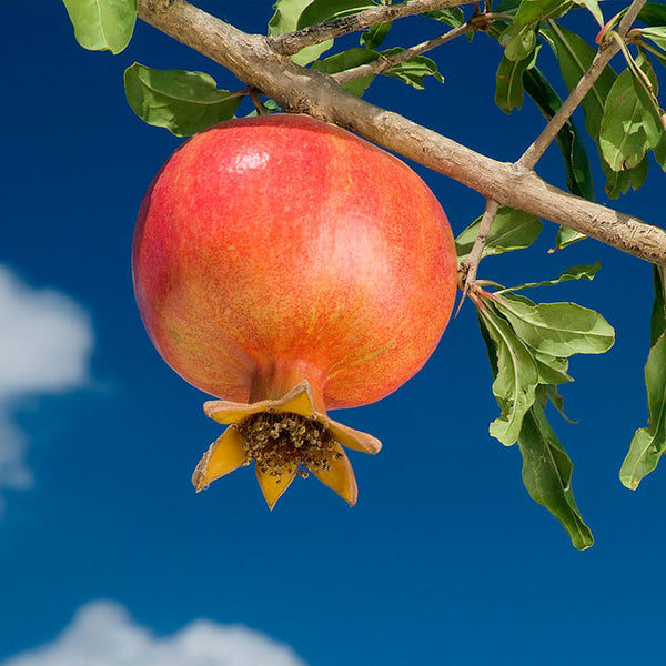 Pomegranate 