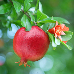 Pomegranate 