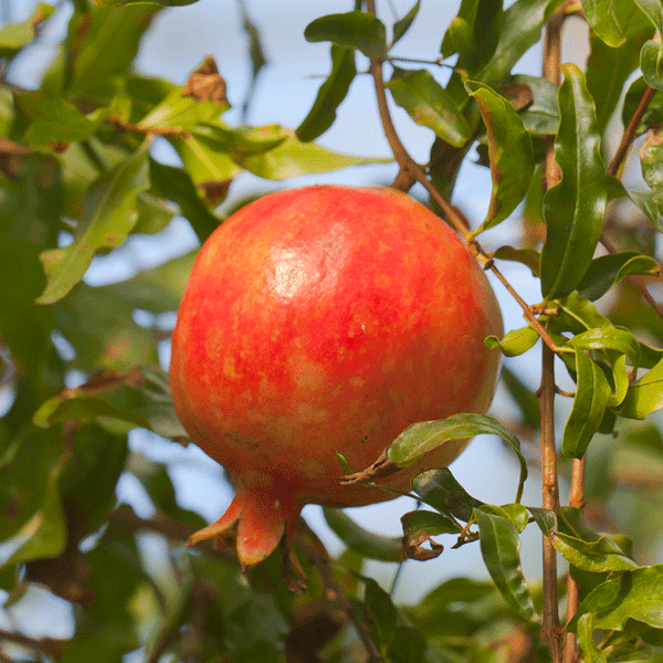 Pomegranate 