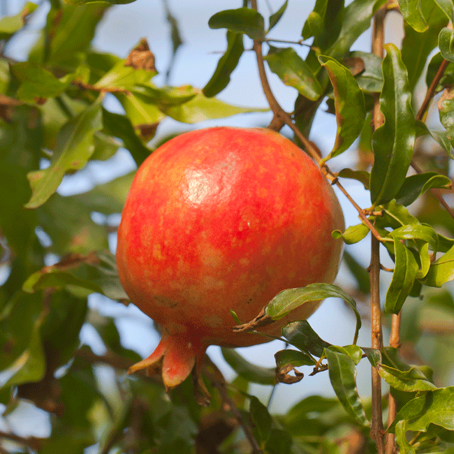 Pomegranate 