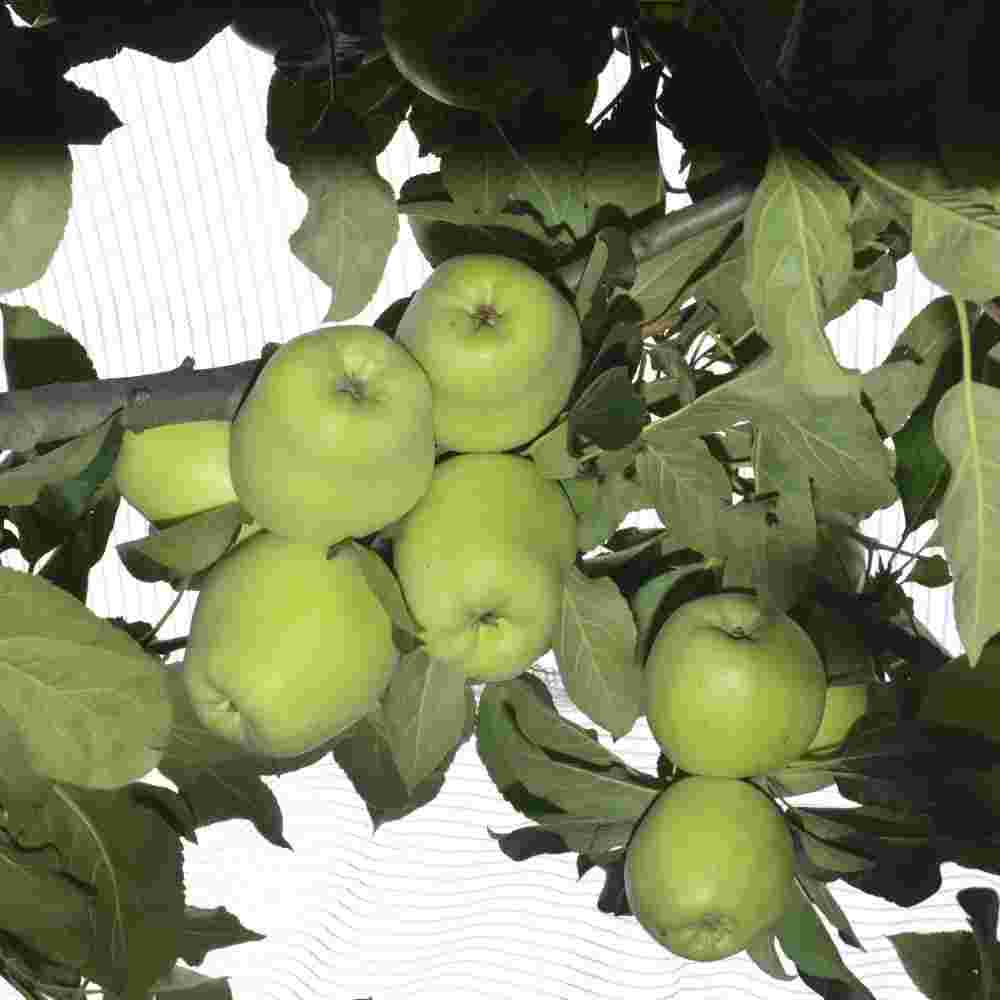 Apple " HRMN 99  " Exotic 10 Fruit Seeds