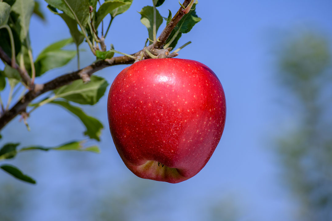 Apple " Red Rubens  " Exotic 10 Fruit Seeds