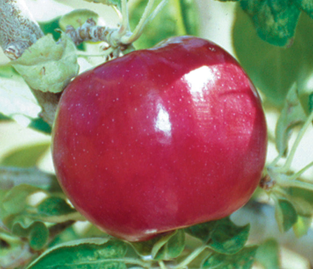 Apple " Red McIntosh  " Exotic 10 Fruit Seeds