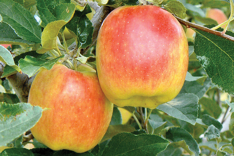 Apple " Ambrosia  " Exotic 10 Fruit Seeds