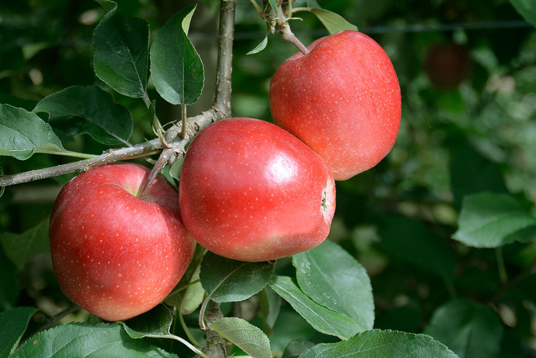 Apple " Galaval  " Exotic 10 Fruit Seeds