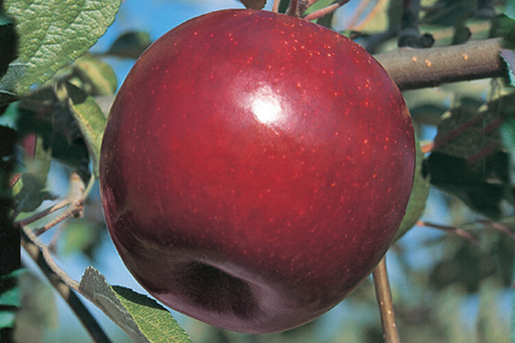 Apple " Ruby Jon  " Exotic 10 Fruit Seeds