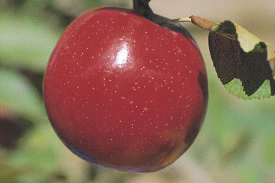 Apple " Royal Empire  " Exotic 10 Fruit Seeds