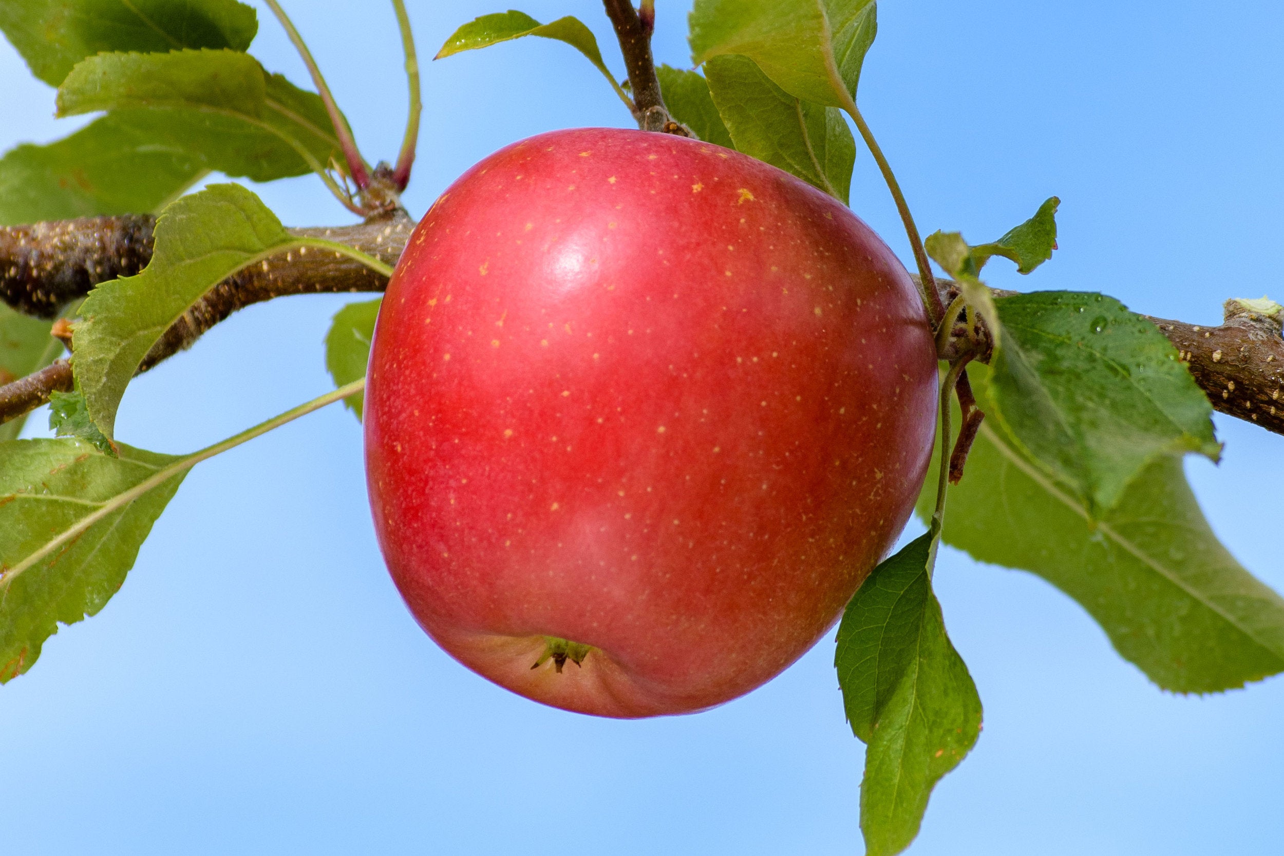 Apple " Early Fuji  " Exotic 10 Fruit Seeds