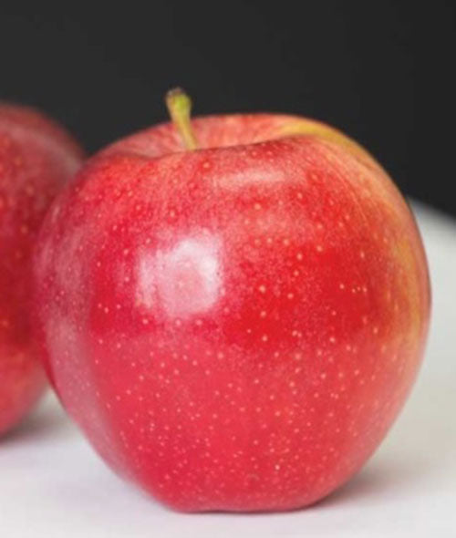 Apple " Foxtrot Gala  " Exotic 10 Fruit Seeds