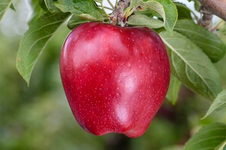 Apple " Red Delicious   " Exotic 10 Fruit Seeds