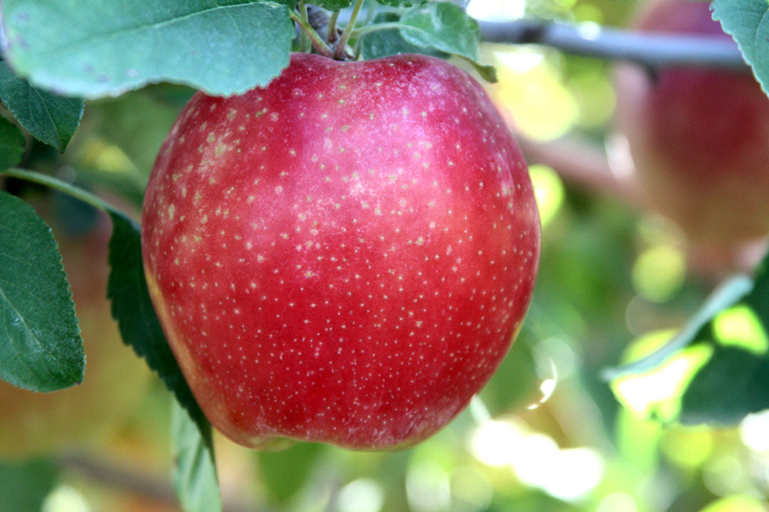 Apple " Sunrise Magic  " Exotic 10 Fruit Seeds