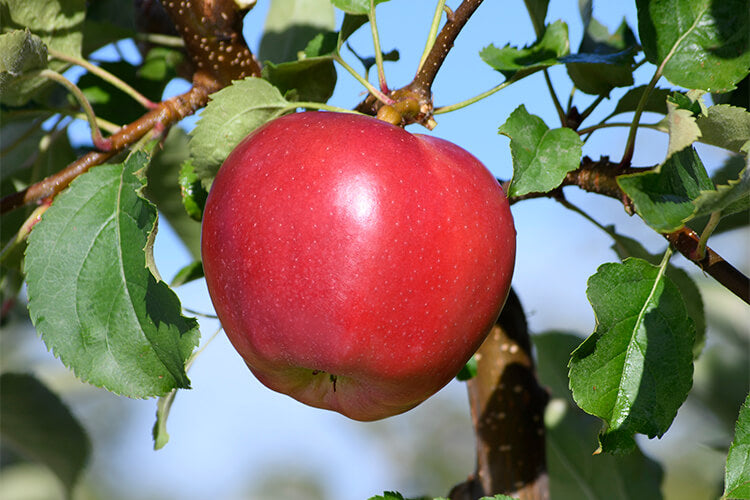 Apple " Red Jonaprince  " Exotic 10 Fruit Seeds