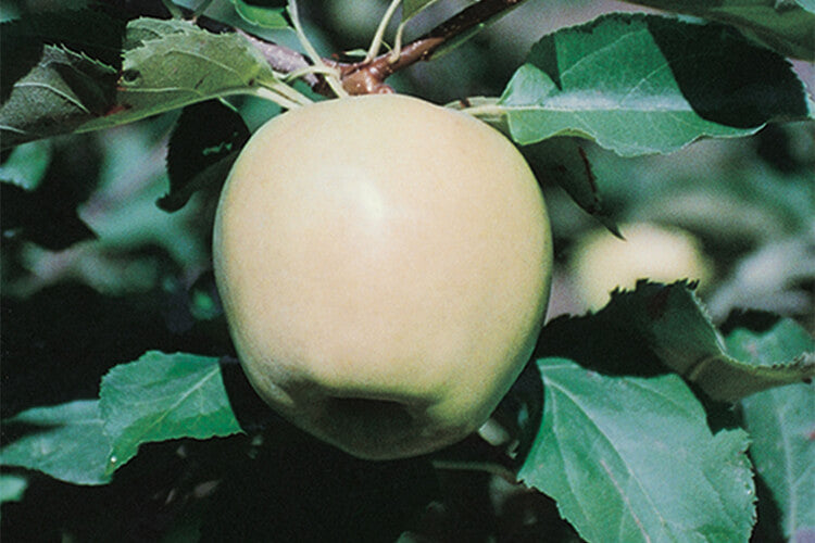 Apple " Mutsu  " Exotic 10 Fruit Seeds