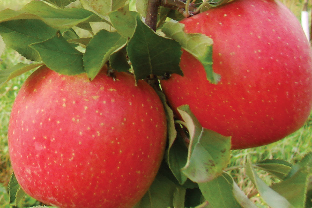 Apple " EverCrisp  " Exotic 10 Fruit Seeds