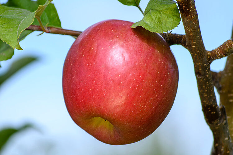 Apple " Red Fuji  " Exotic 10 Fruit Seeds