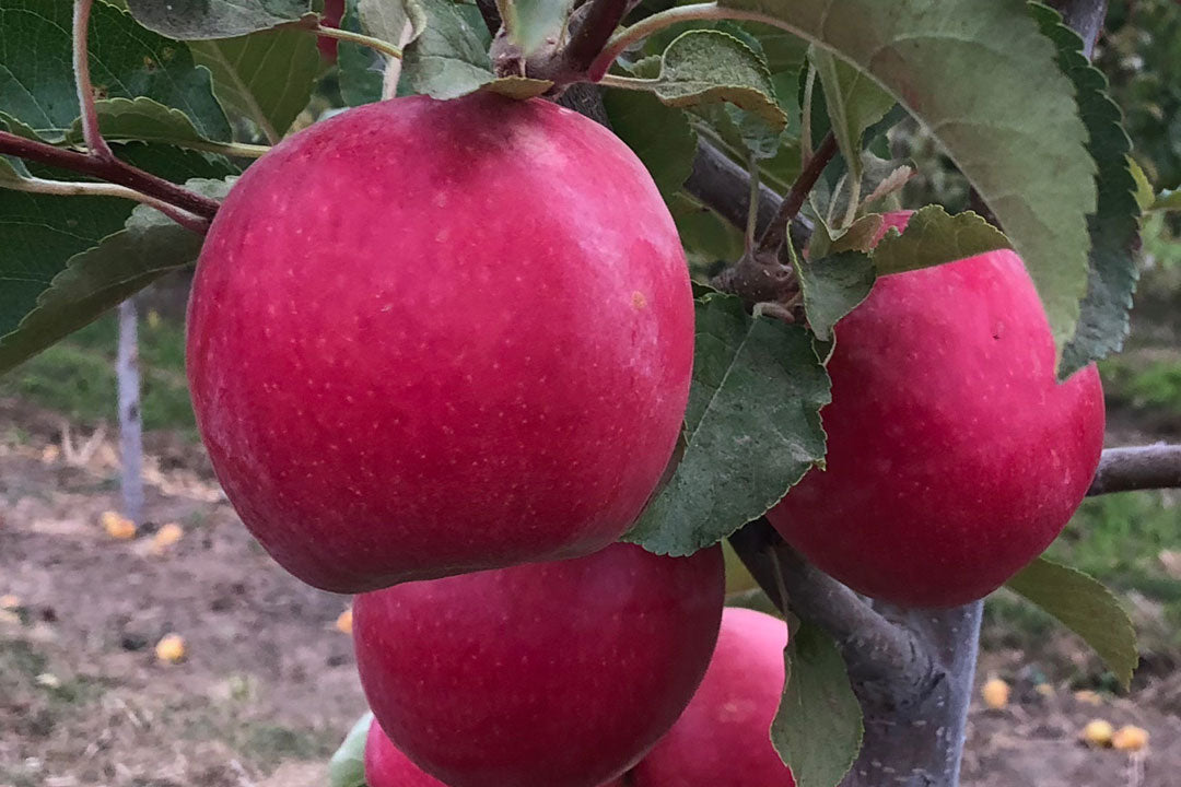 Apple " Pink Beauty  " Exotic 10 Fruit Seeds