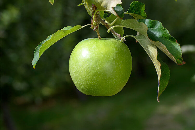 Apple " Granny Smith  " Exotic 10 Fruit Seeds