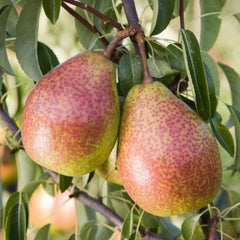 Pear 