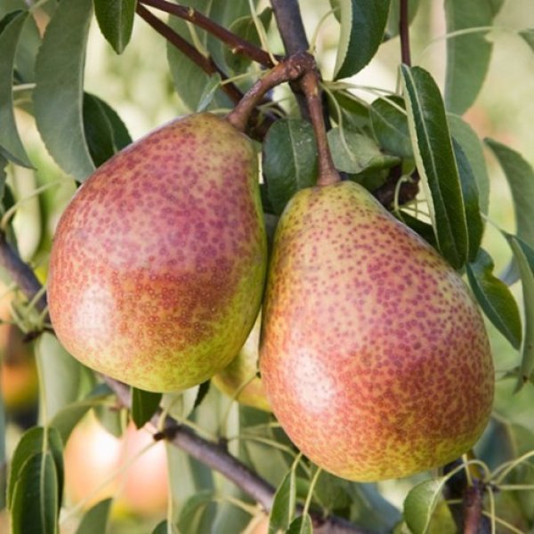 Pear " Louise Bonne  " Exotic 20 Fruit Seeds