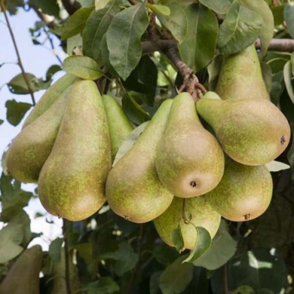 Pear " Conference  " Exotic 20 Fruit Seeds