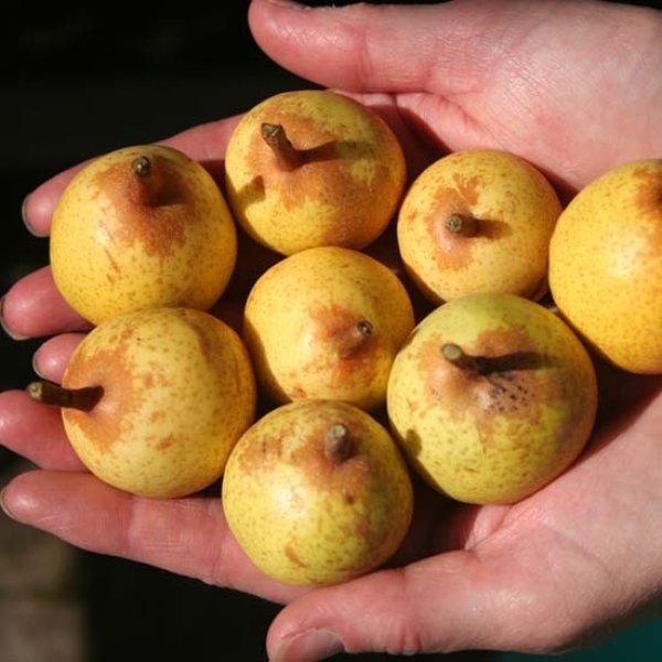Pear 