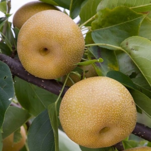 Pear " Kumoi  " Exotic 20 Fruit Seeds