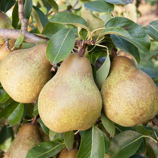 Pear 