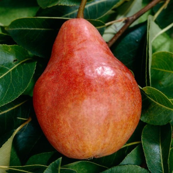 Pear " Red Williams  " Exotic 20 Fruit Seeds