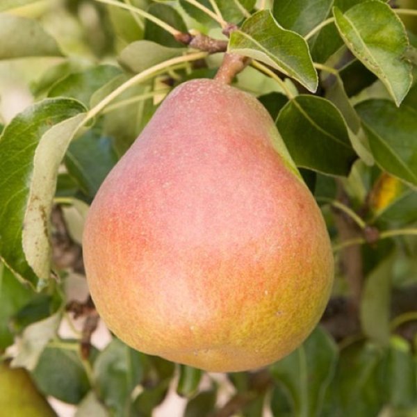 Pear " Doyenne du Comice  " Exotic 20 Fruit Seeds