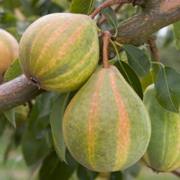 Pear " Humbug  " Exotic 20 Fruit Seeds