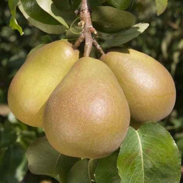 Pear " Beurre Hardy  " Exotic 20 Fruit Seeds