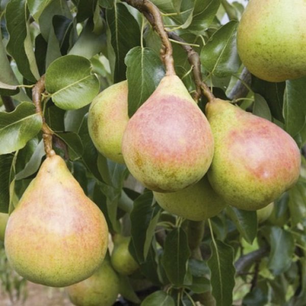 Pear 
