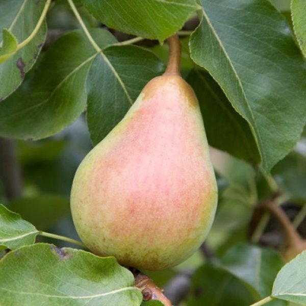 Pear 