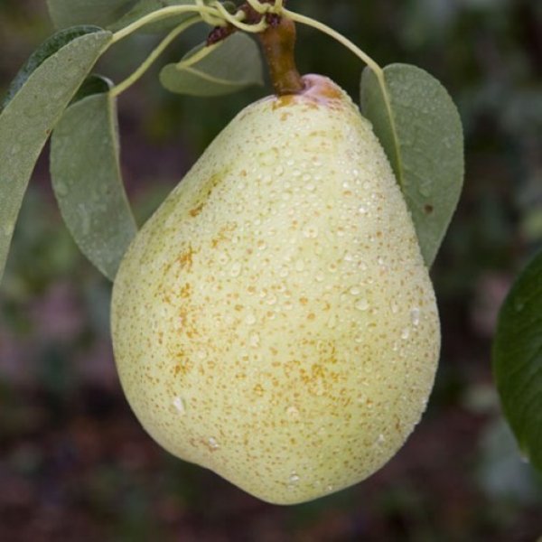 Pear " Invincible  " Exotic 20 Fruit Seeds