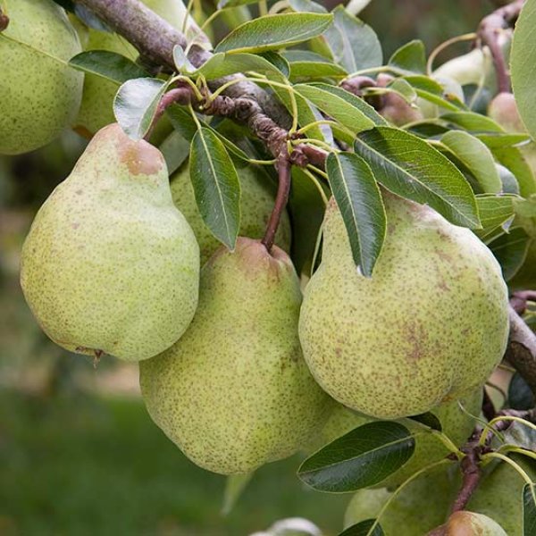 Pear 