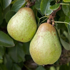 Pear 