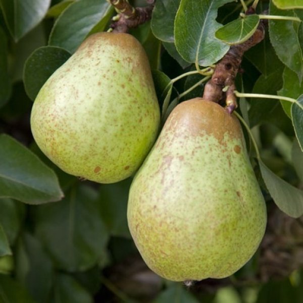 Pear " Williams  " Exotic 20 Fruit Seeds