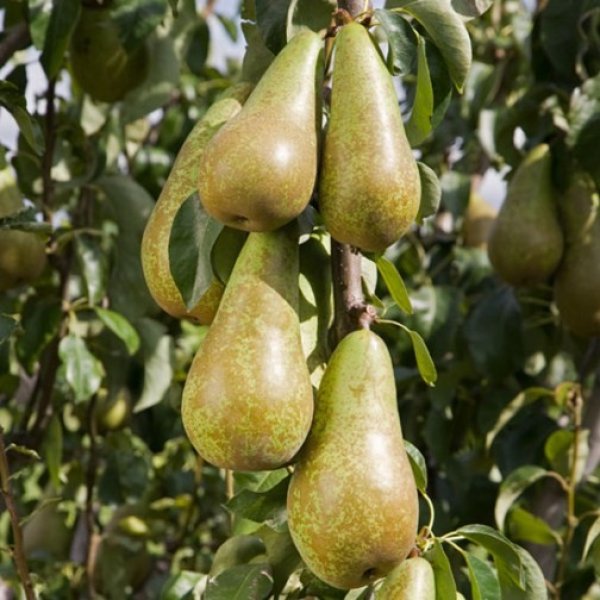 Pear 
