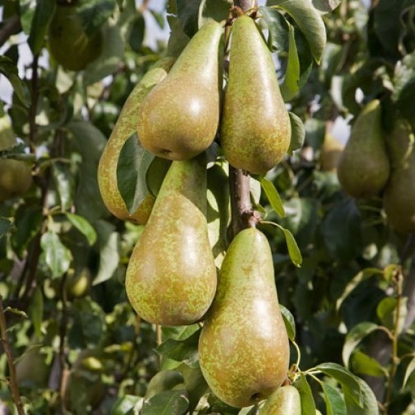 Pear " Concorde  " Exotic 20 Fruit Seeds