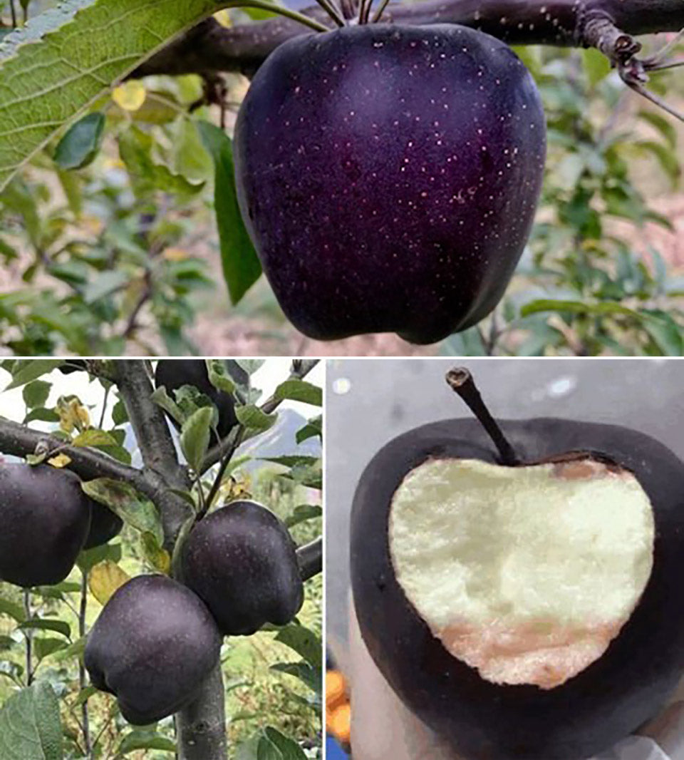 Apple " Black Diamond  " Exotic 10 Fruit Seeds