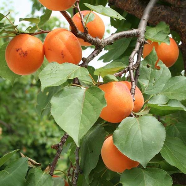 Apricot " Alfred  " Exotic 5 Fruit Seeds