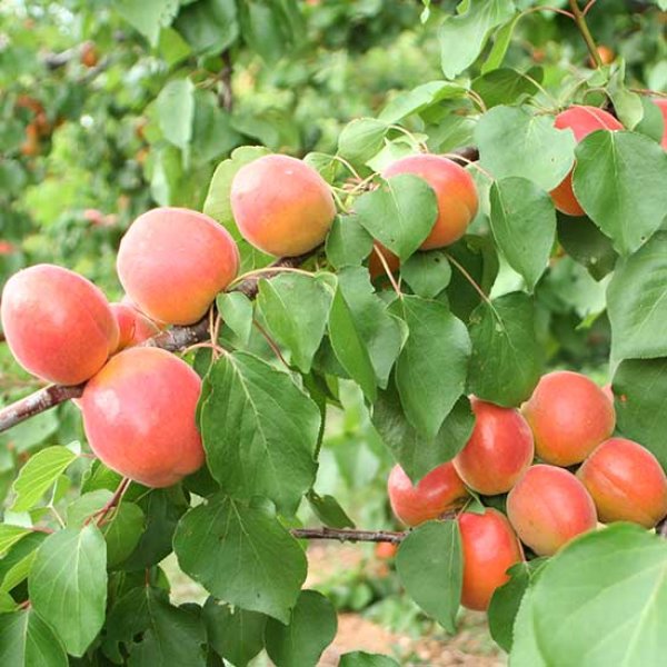 Apricot 